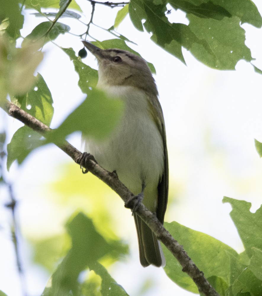 rødøyevireo - ML608405410