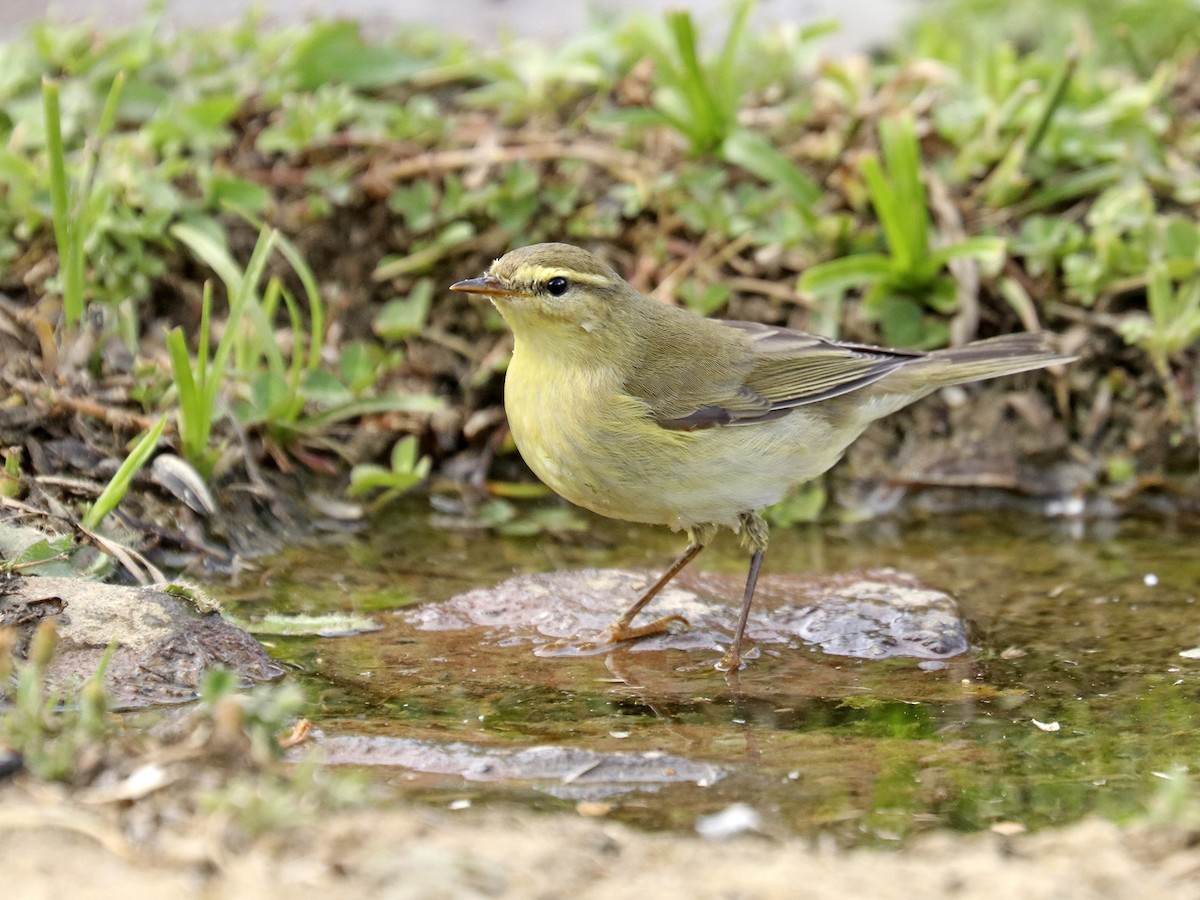 Willow Warbler - ML608405425