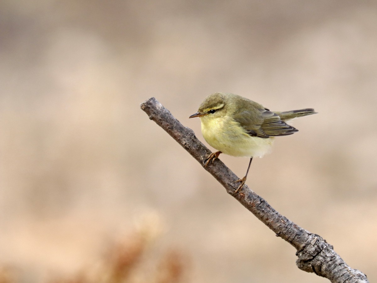 Willow Warbler - ML608405426