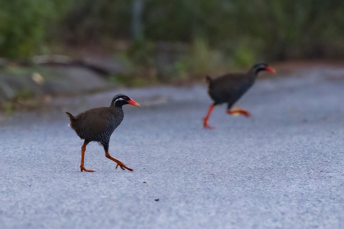 Okinawa Rail - ML608405435