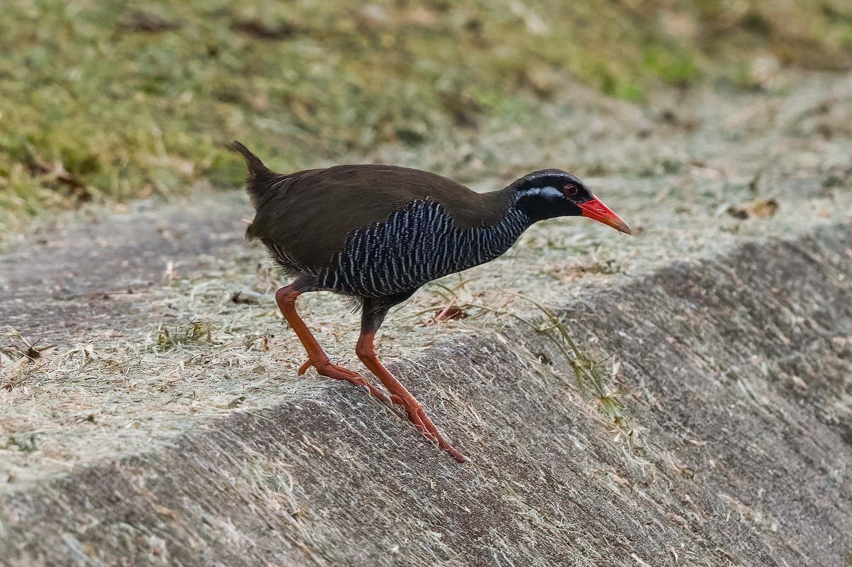 Okinawa Rail - ML608405437