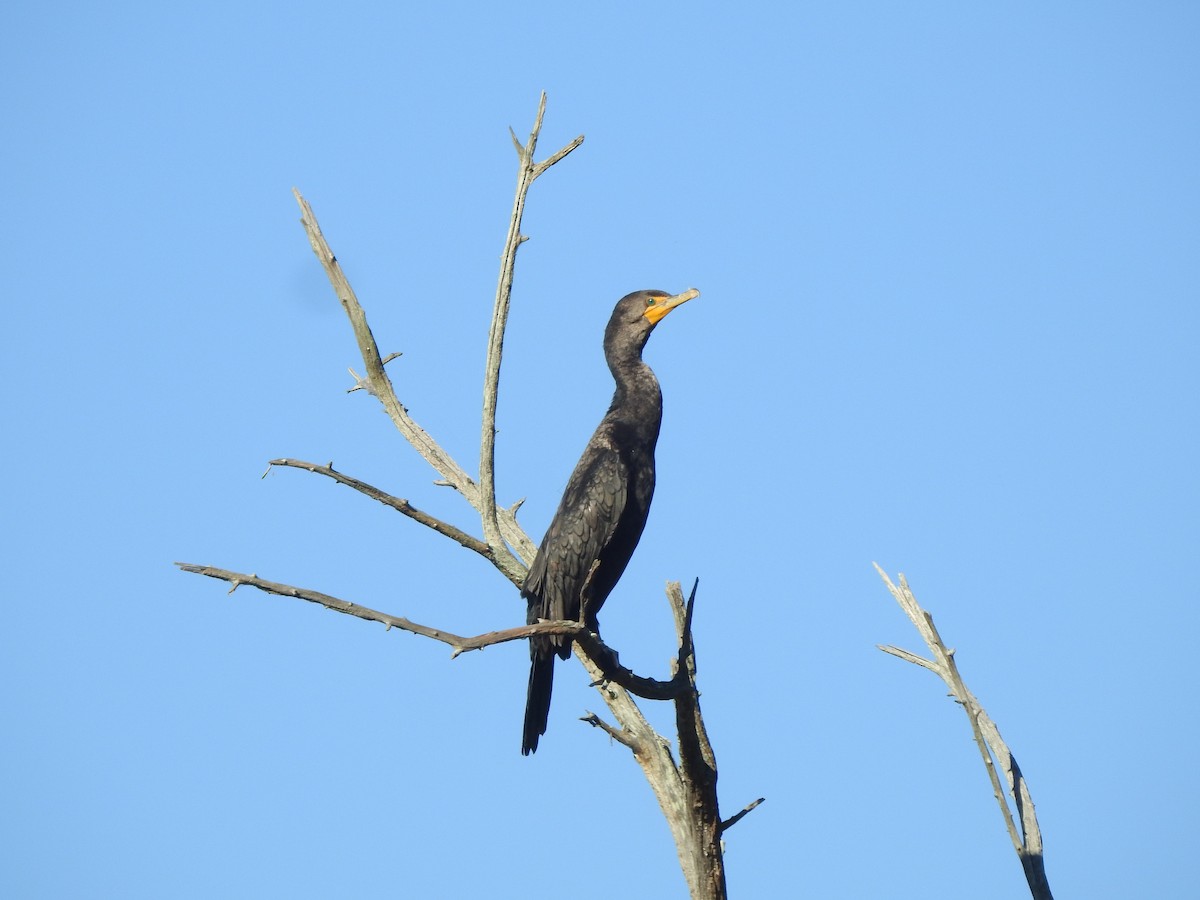 Cormoran à aigrettes - ML608405442