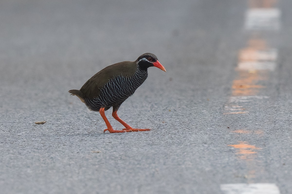 Okinawa Rail - ML608405446