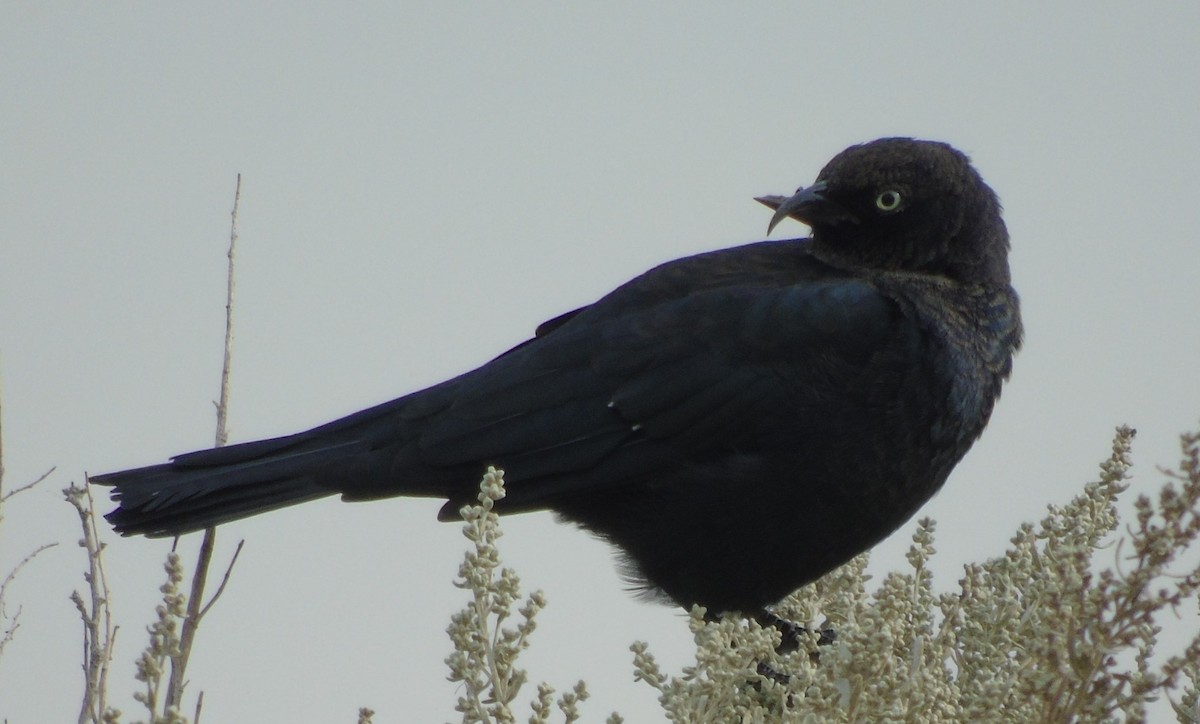 Brewer's Blackbird - ML608405478