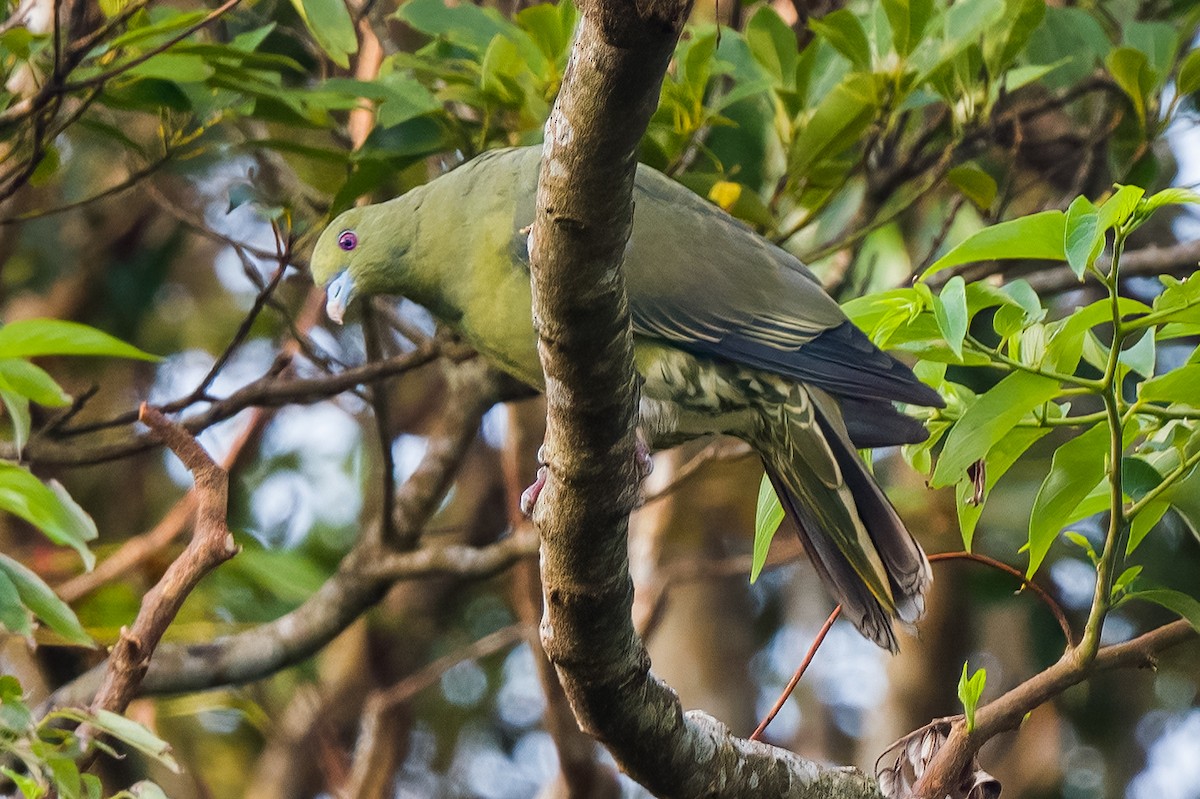 Whistling Green-Pigeon (Ryukyu) - ML608405483