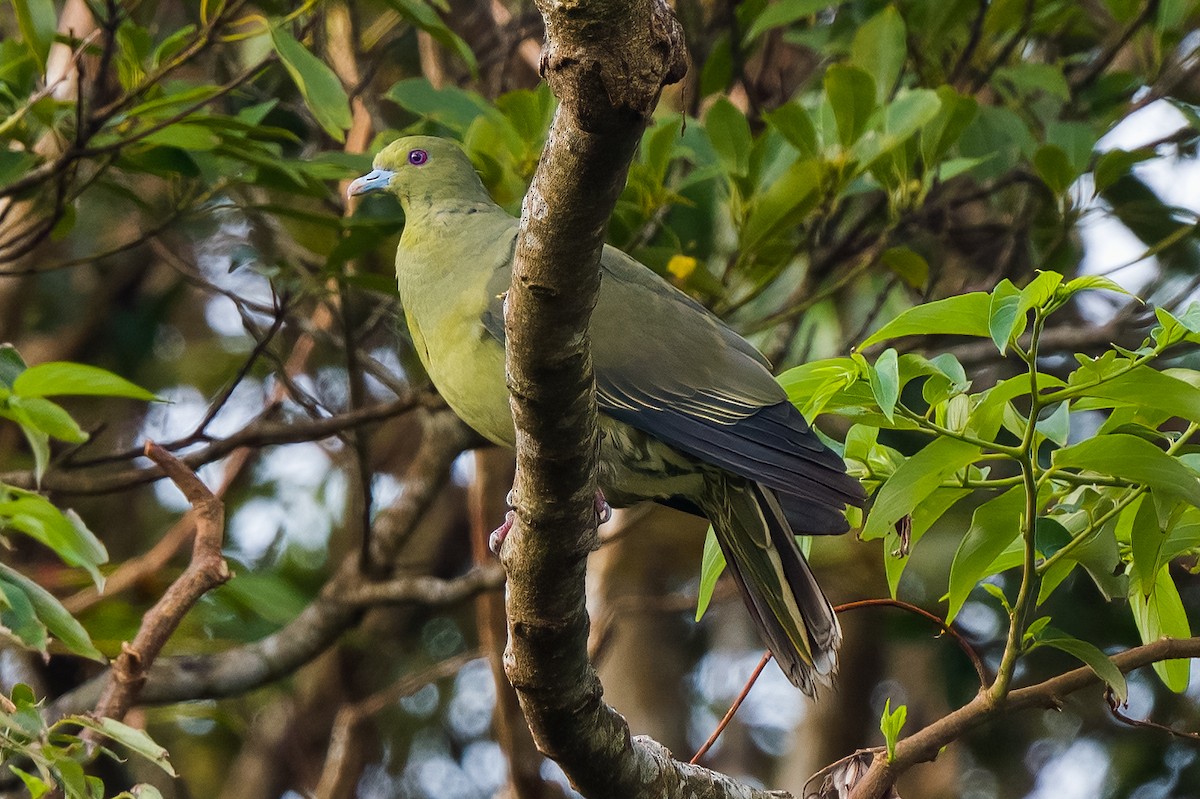 Whistling Green-Pigeon (Ryukyu) - ML608405484