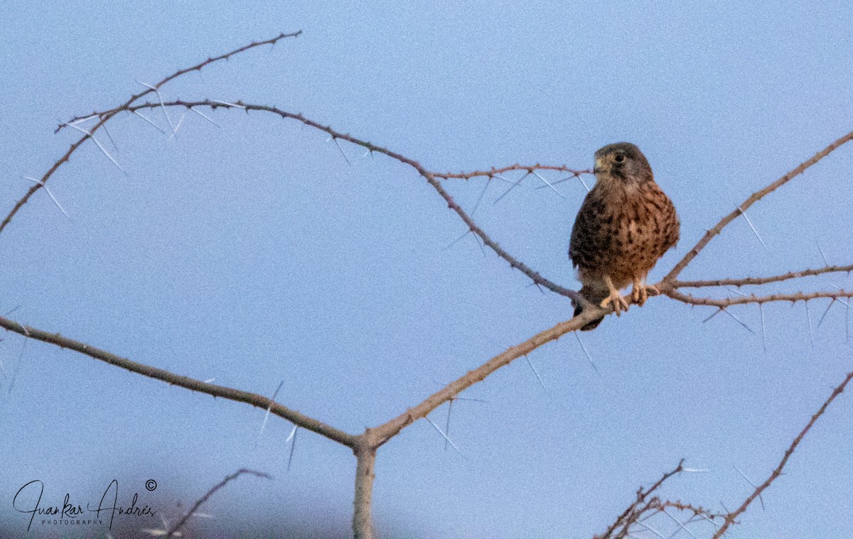 Eurasian Kestrel - ML608405487