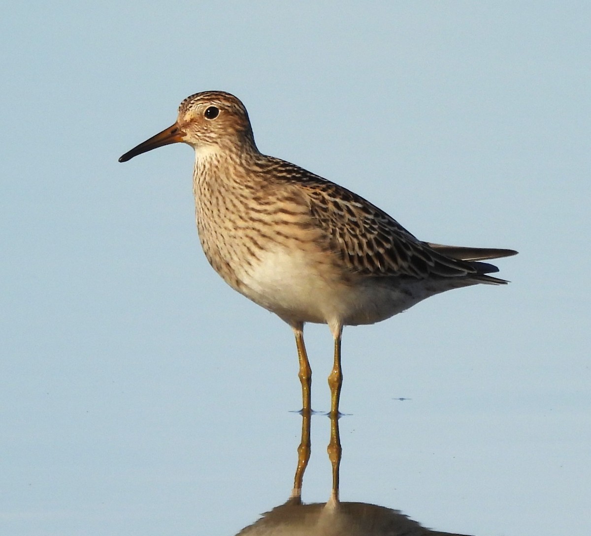 Pectoral Sandpiper - ML608405490