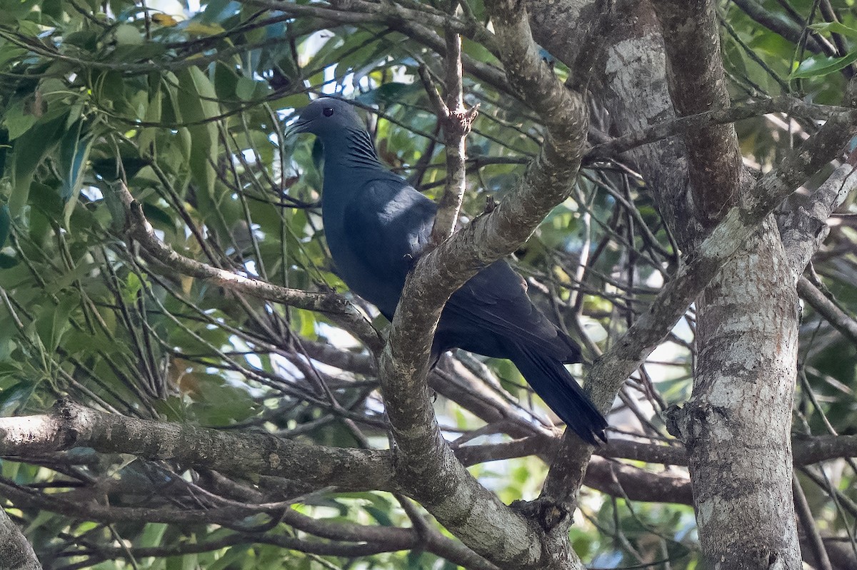 Black Wood-Pigeon - ML608405495