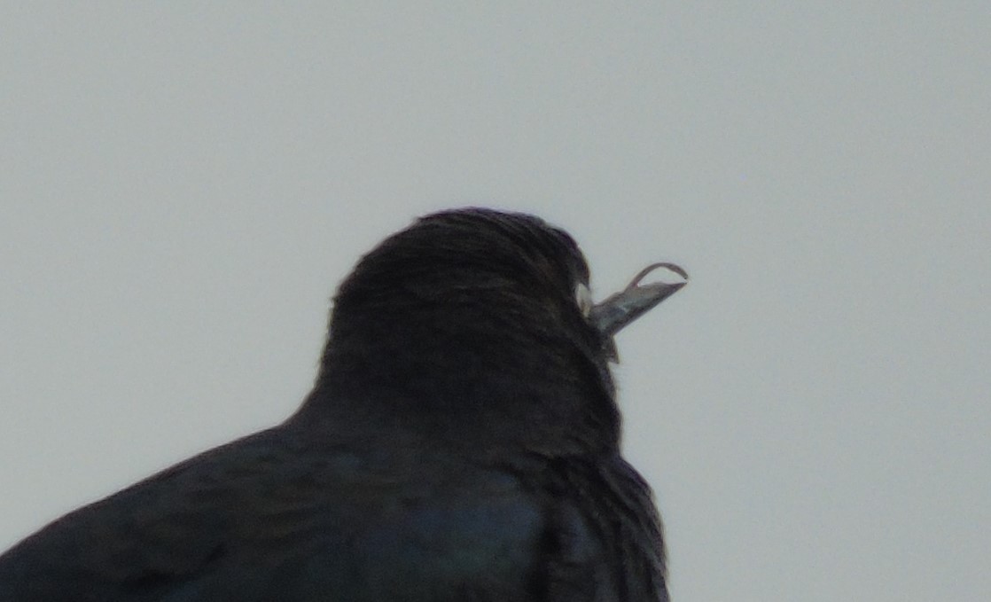 Brewer's Blackbird - ML608405496