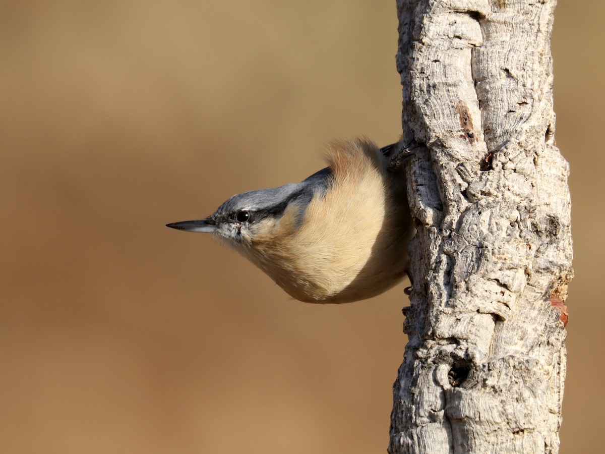 Eurasian Nuthatch - ML608405498