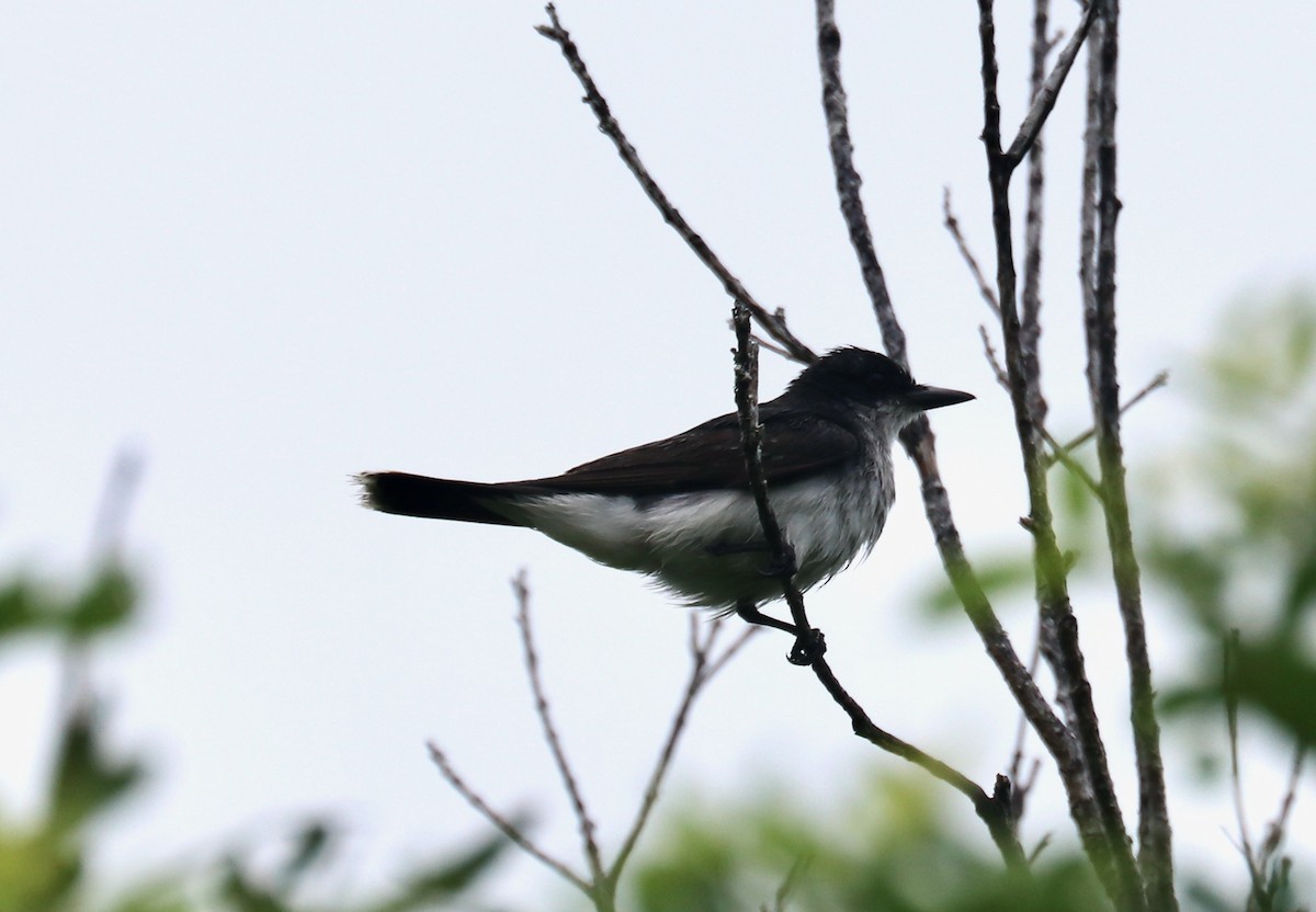 Eastern Kingbird - ML608405504