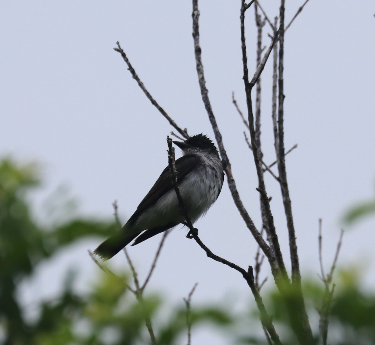 Eastern Kingbird - ML608405505