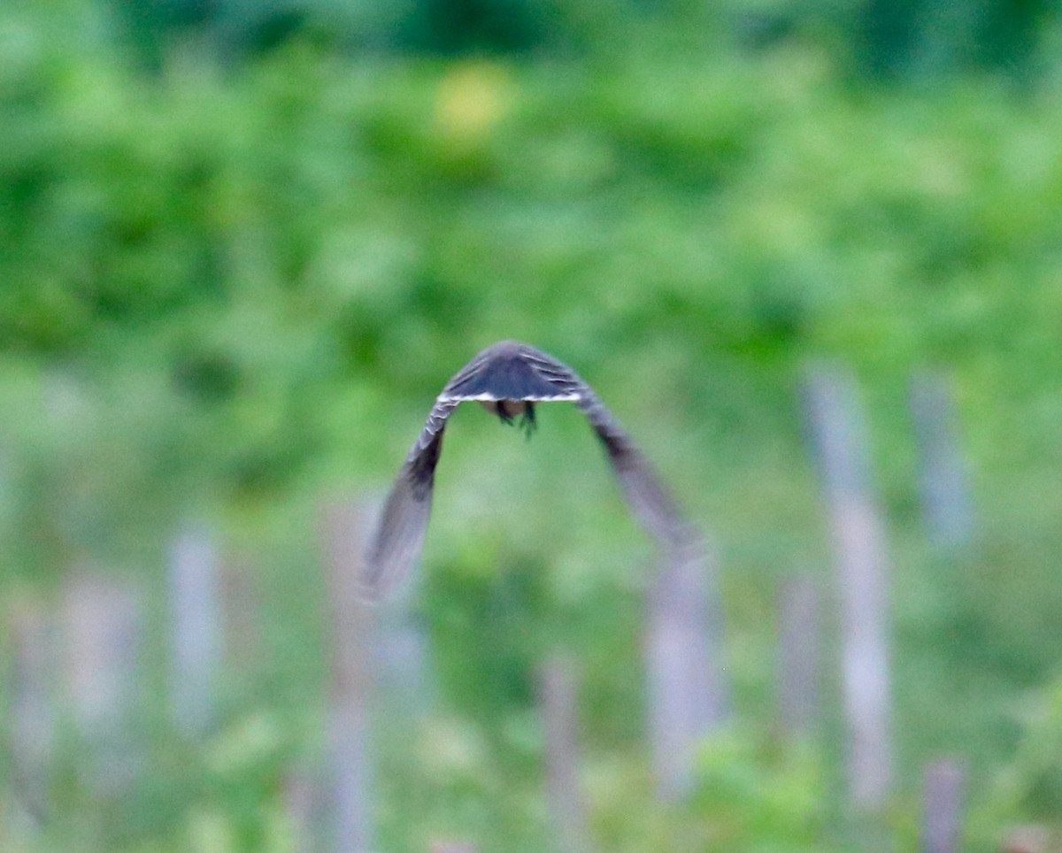 Eastern Kingbird - ML608405506