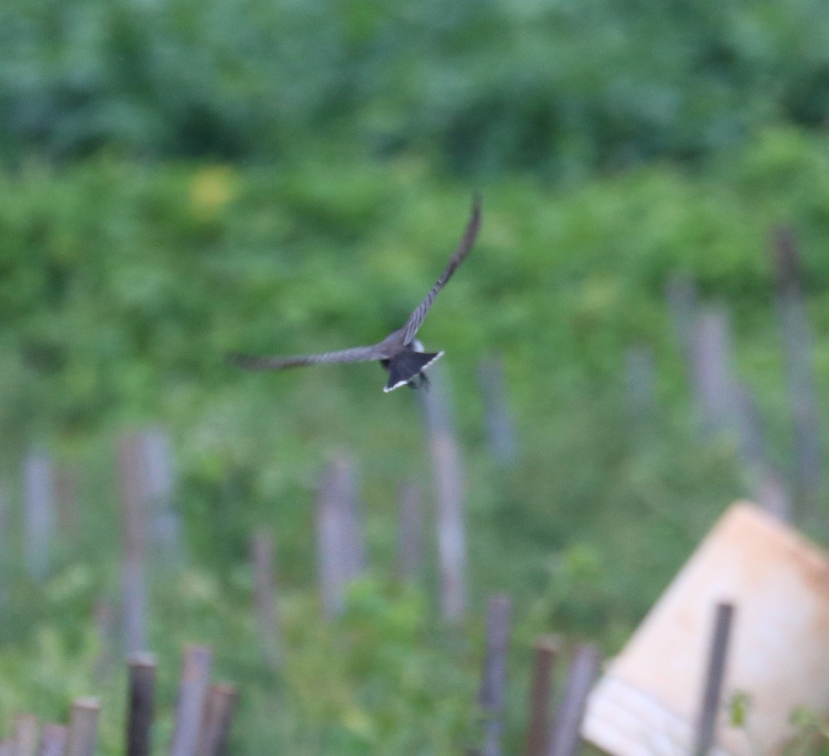 Eastern Kingbird - ML608405507