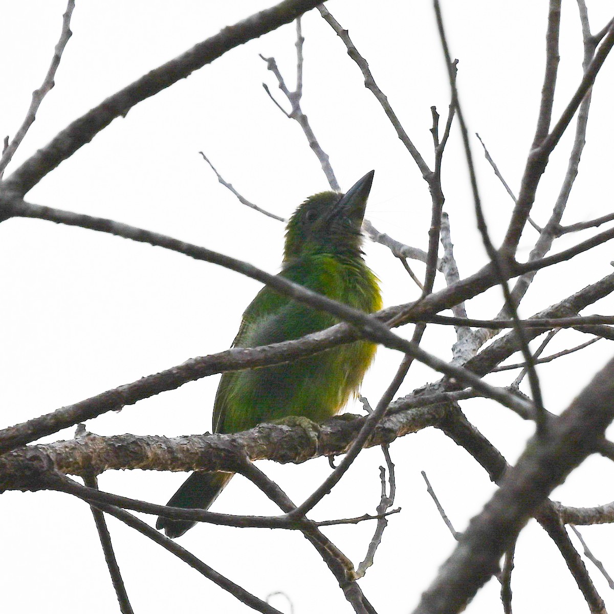 Red-throated Barbet - ML608405508