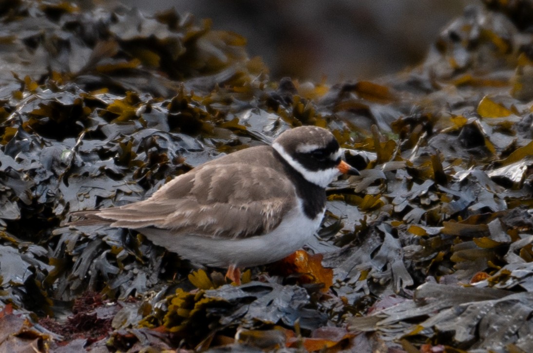 Common Ringed Plover - ML608405509