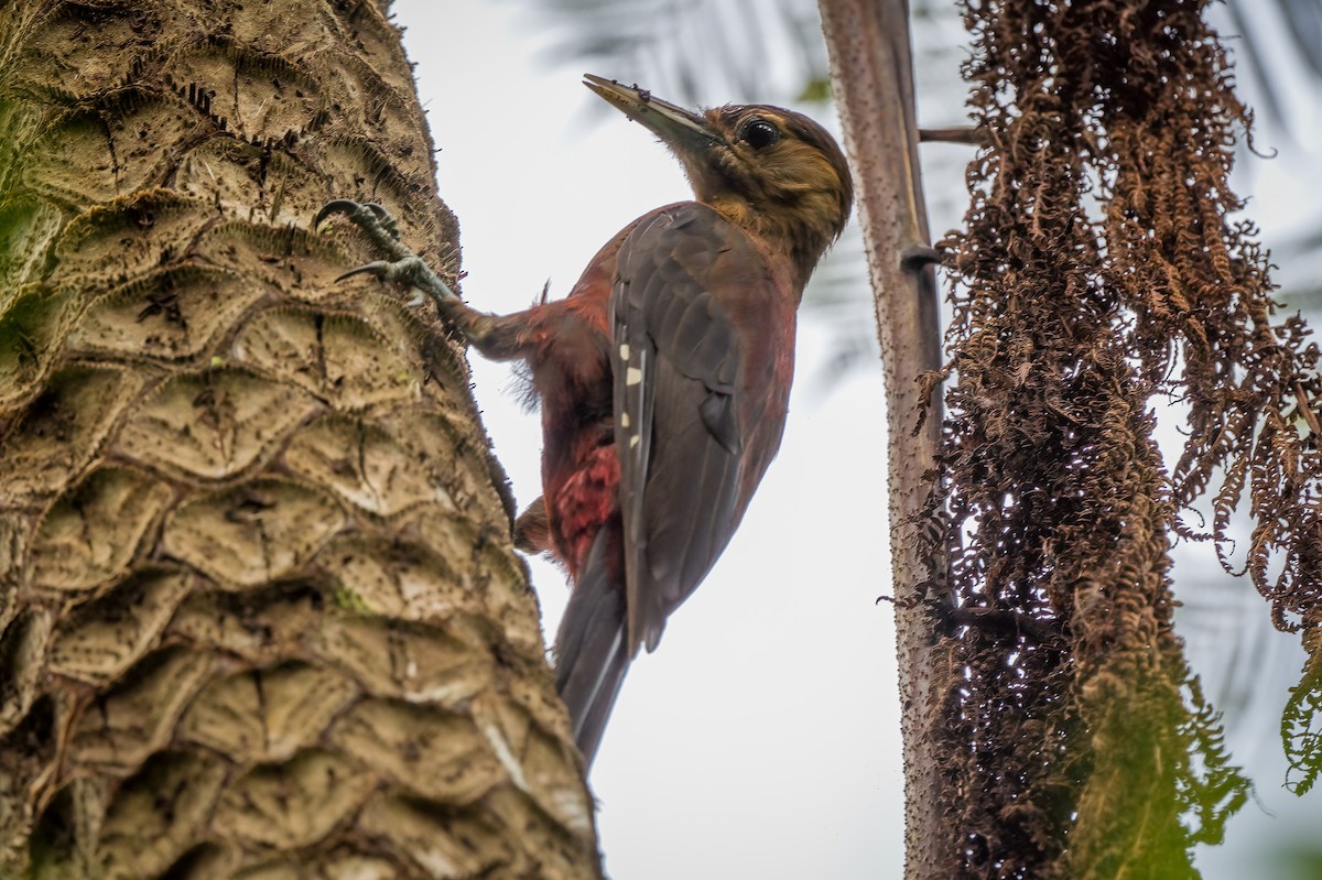 Okinawa Woodpecker - ML608405510