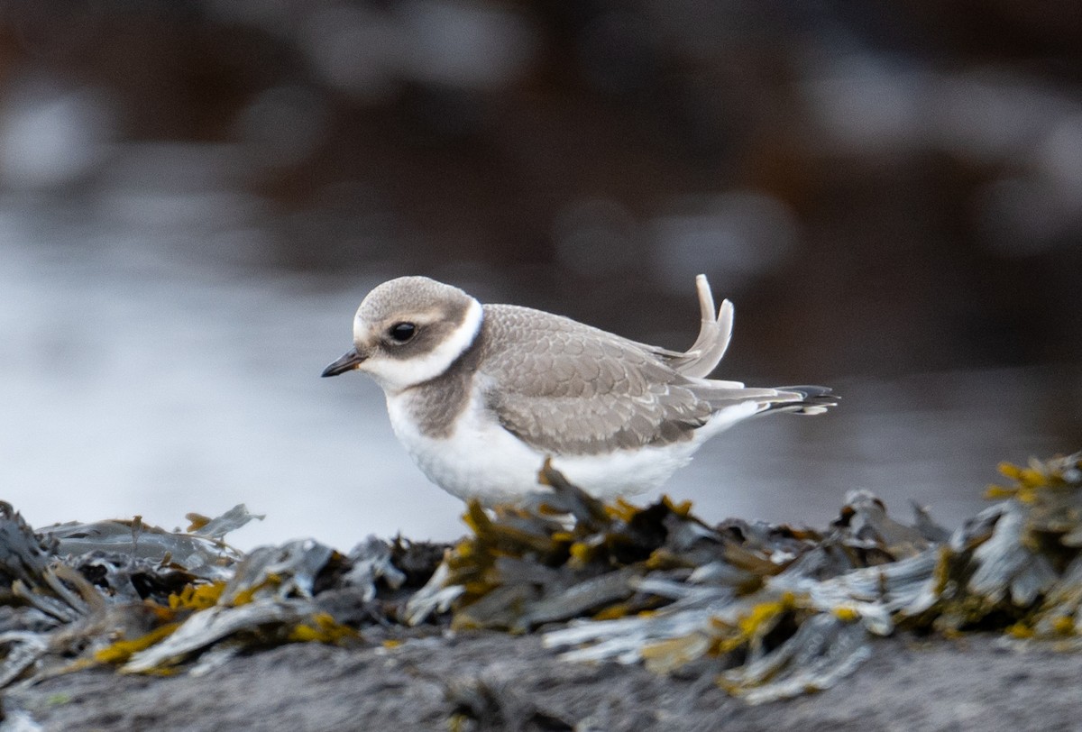 Common Ringed Plover - ML608405511