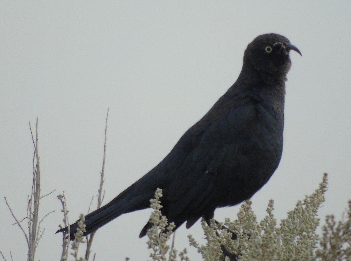 Brewer's Blackbird - ML608405514