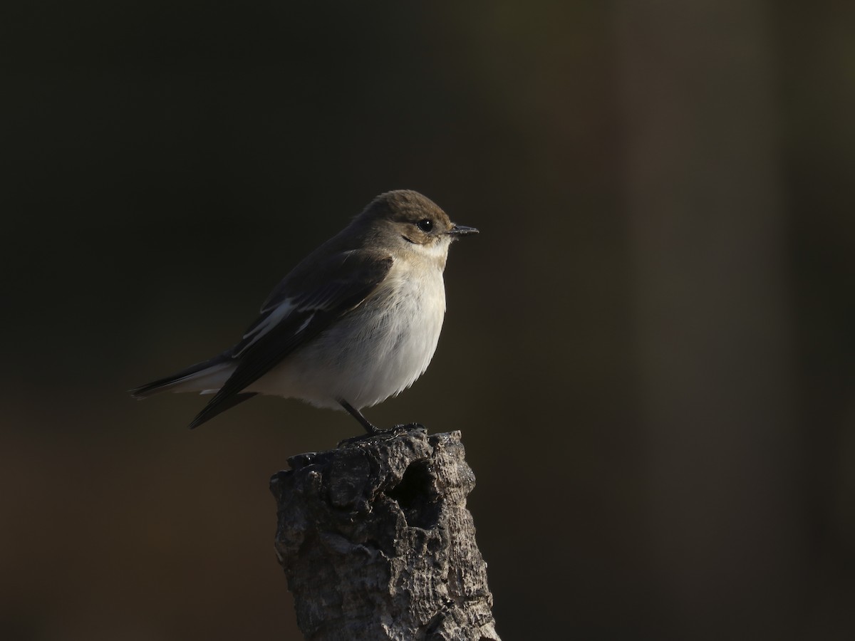 European Pied Flycatcher - ML608405522