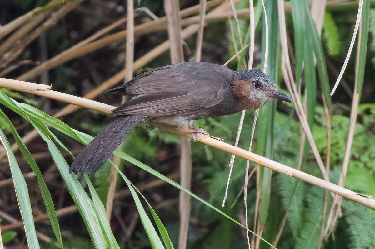 Brown-eared Bulbul - ML608405535