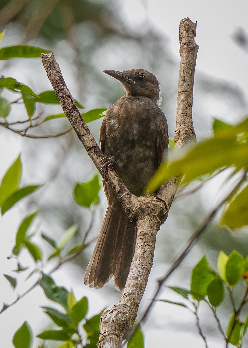 Brown-eared Bulbul - ML608405536