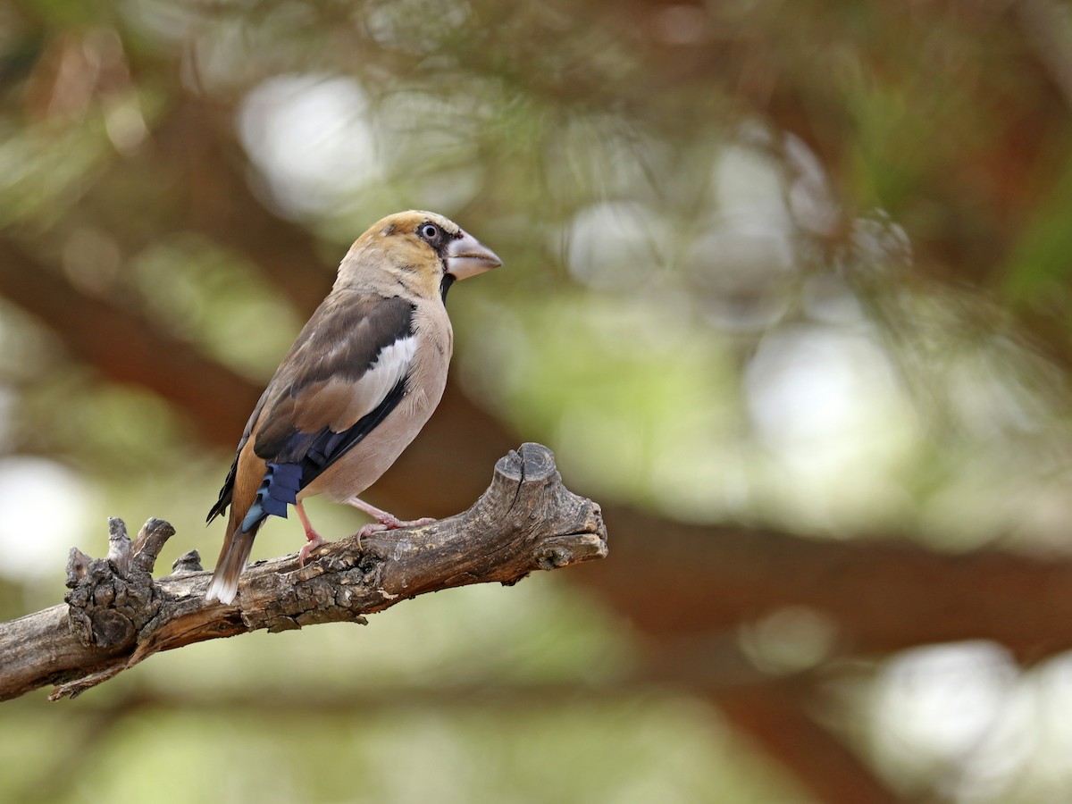 Hawfinch - ML608405546