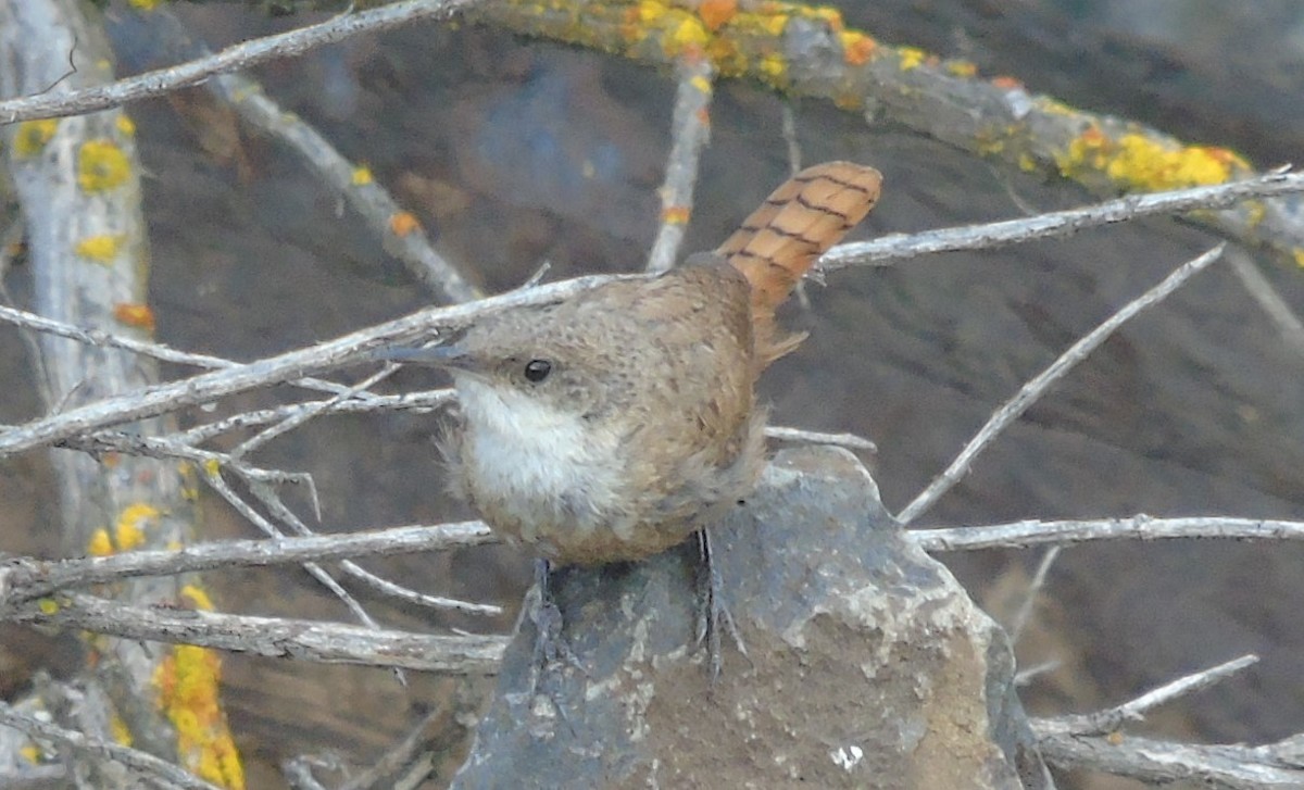 Canyon Wren - ML608405547