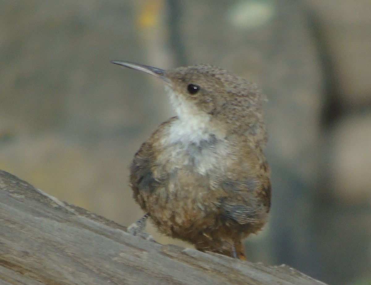 Canyon Wren - ML608405554