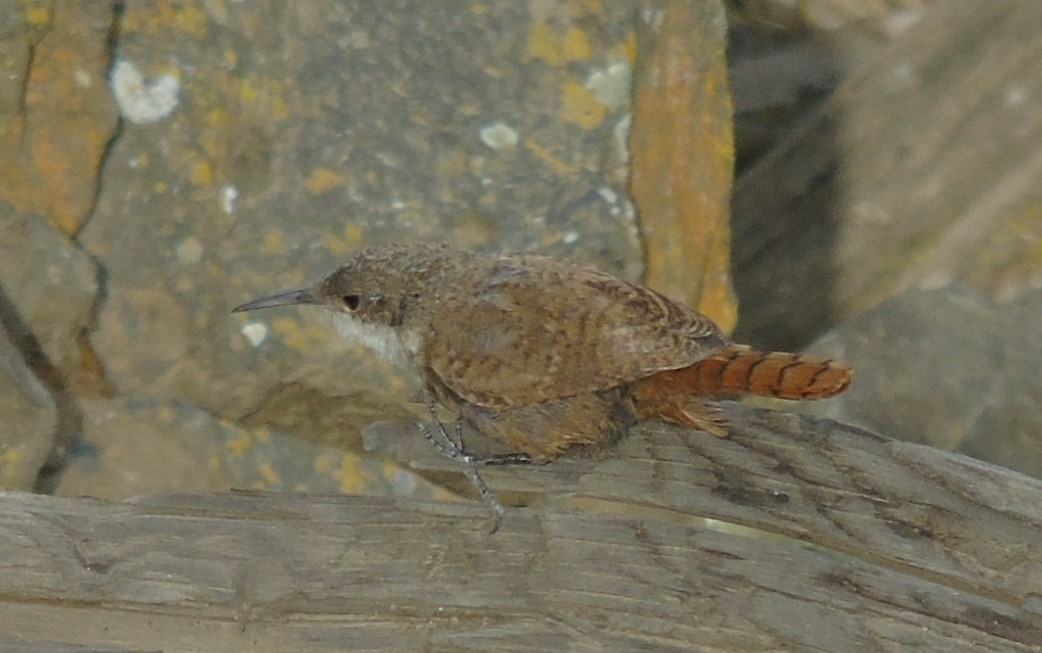 Canyon Wren - ML608405562