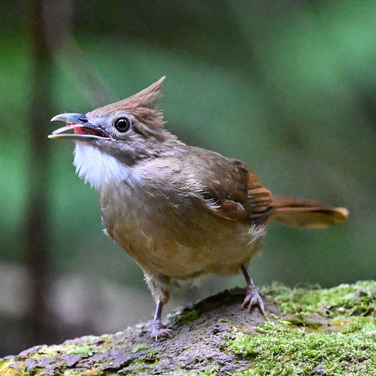 Ochraceous Bulbul - ML608405564