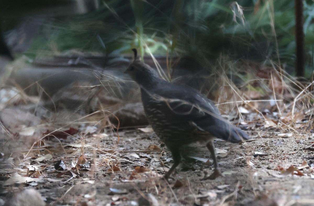 California Quail - Joshua Uffman