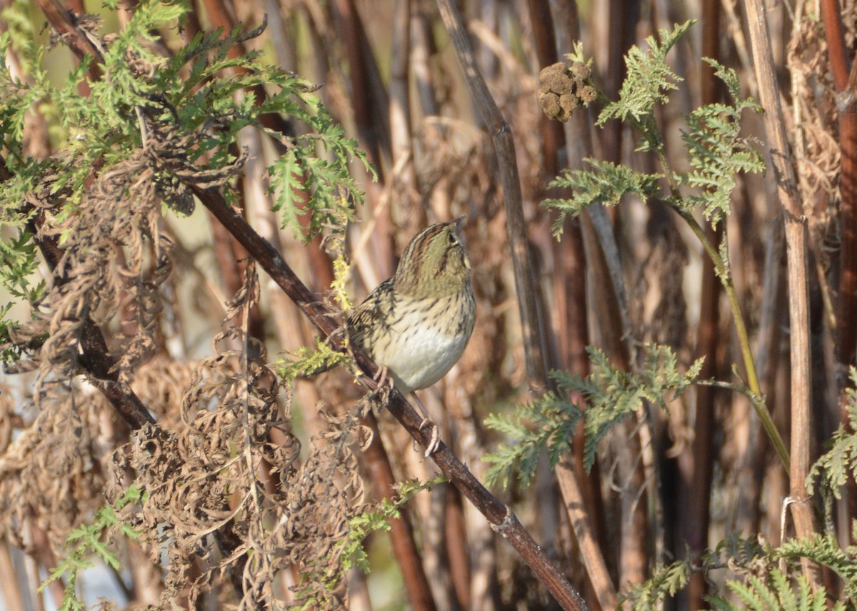 Lincoln's Sparrow - lise owens