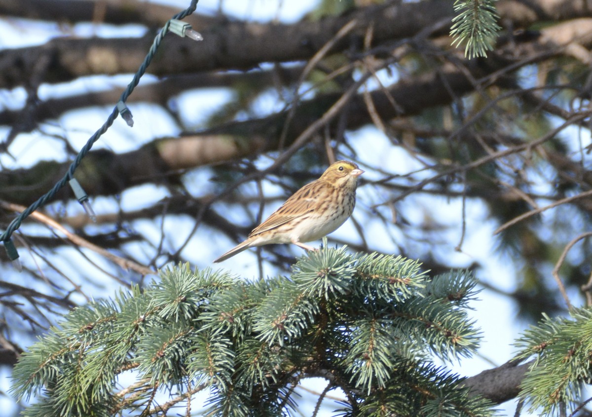 Savannah Sparrow - lise owens