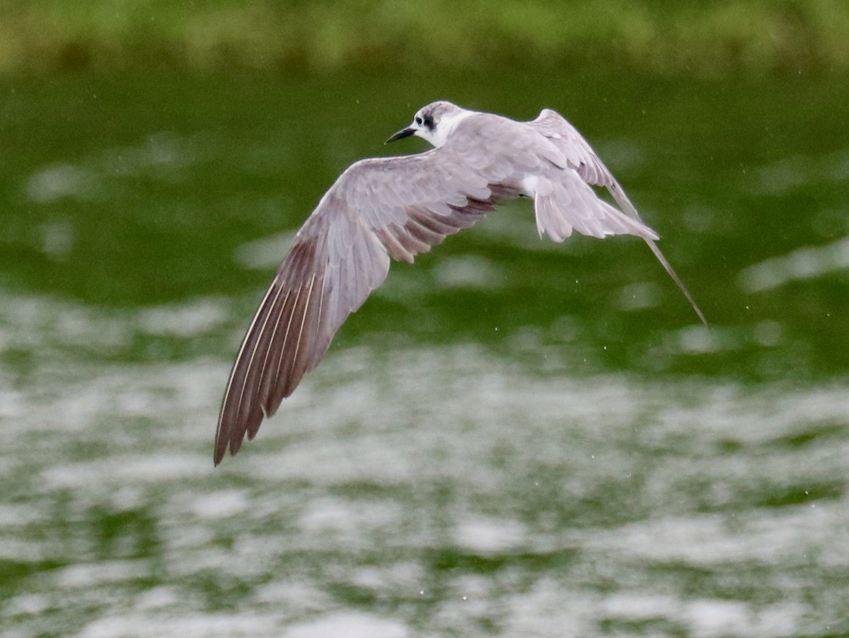 Black Tern - Ingela Persson