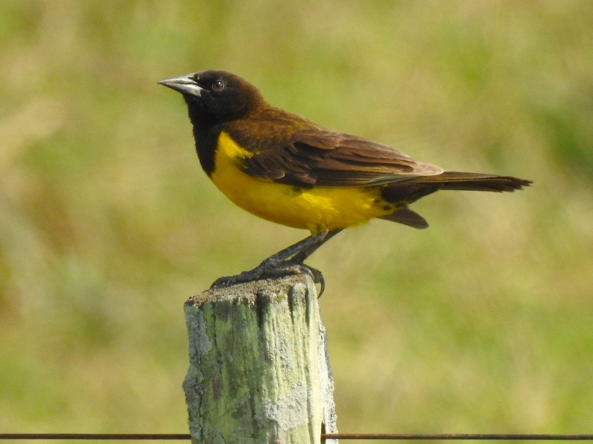 Yellow-rumped Marshbird - Ricardo Centurión