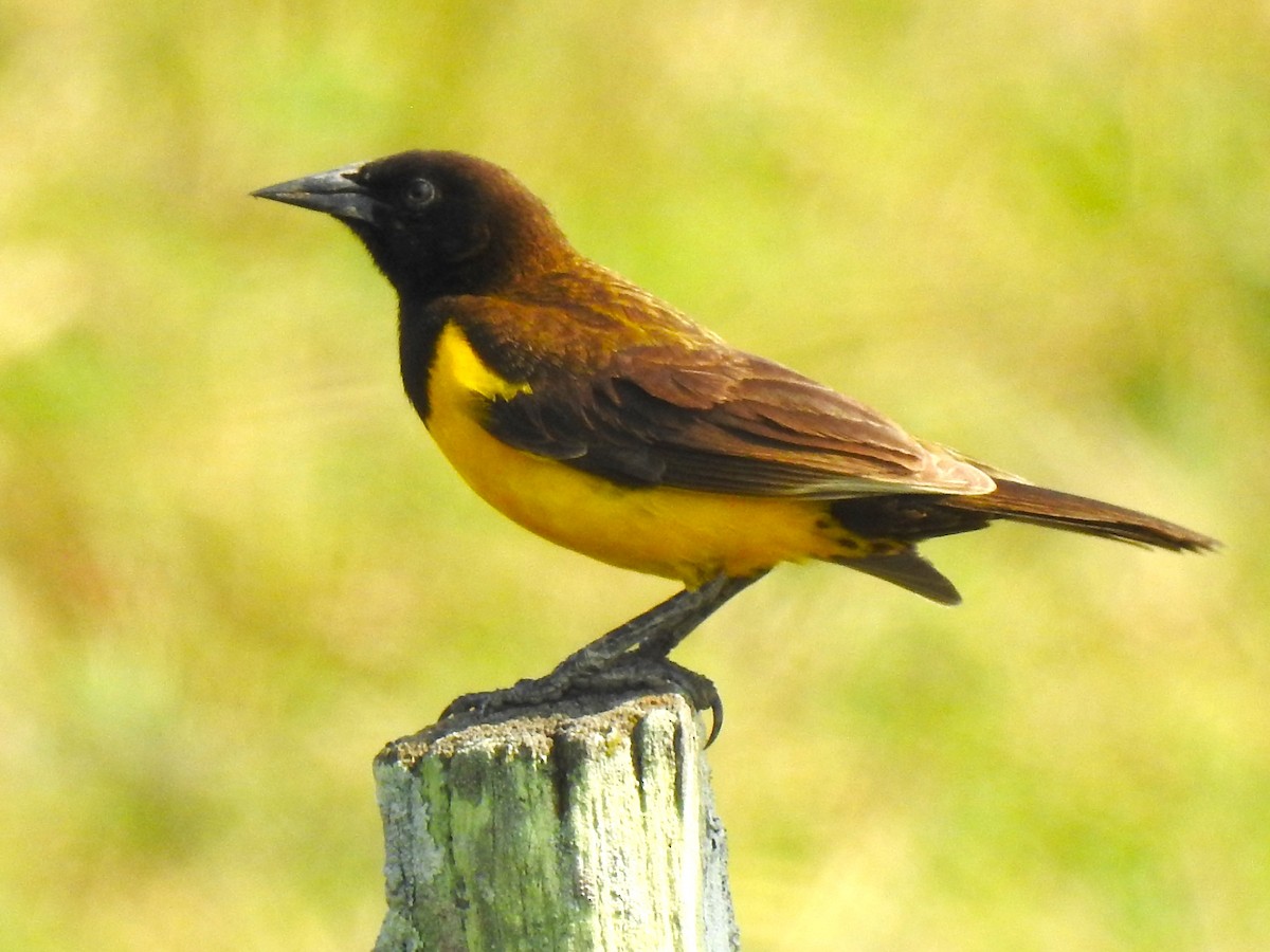 Yellow-rumped Marshbird - Ricardo Centurión