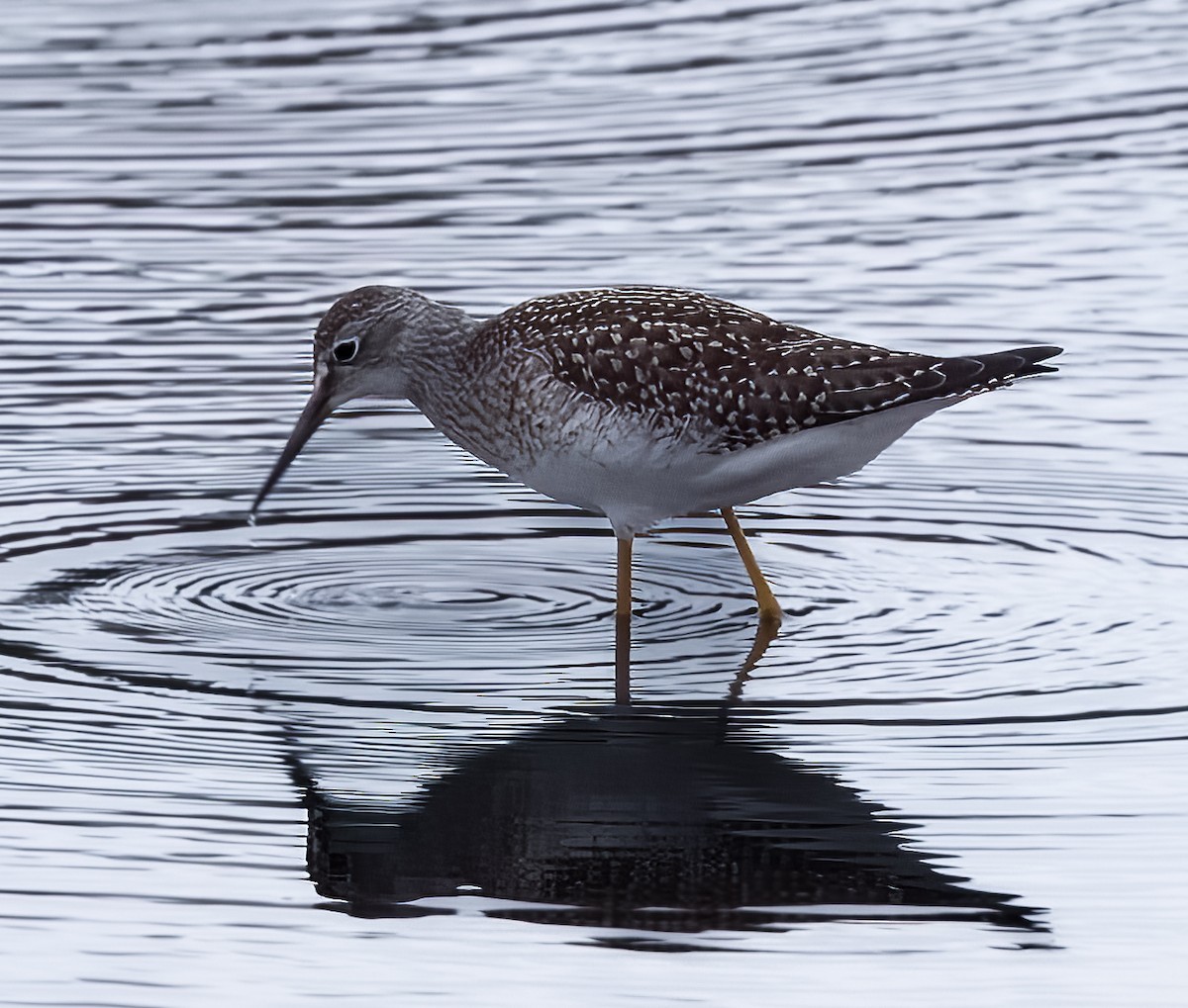 Lesser Yellowlegs - Blair Bernson