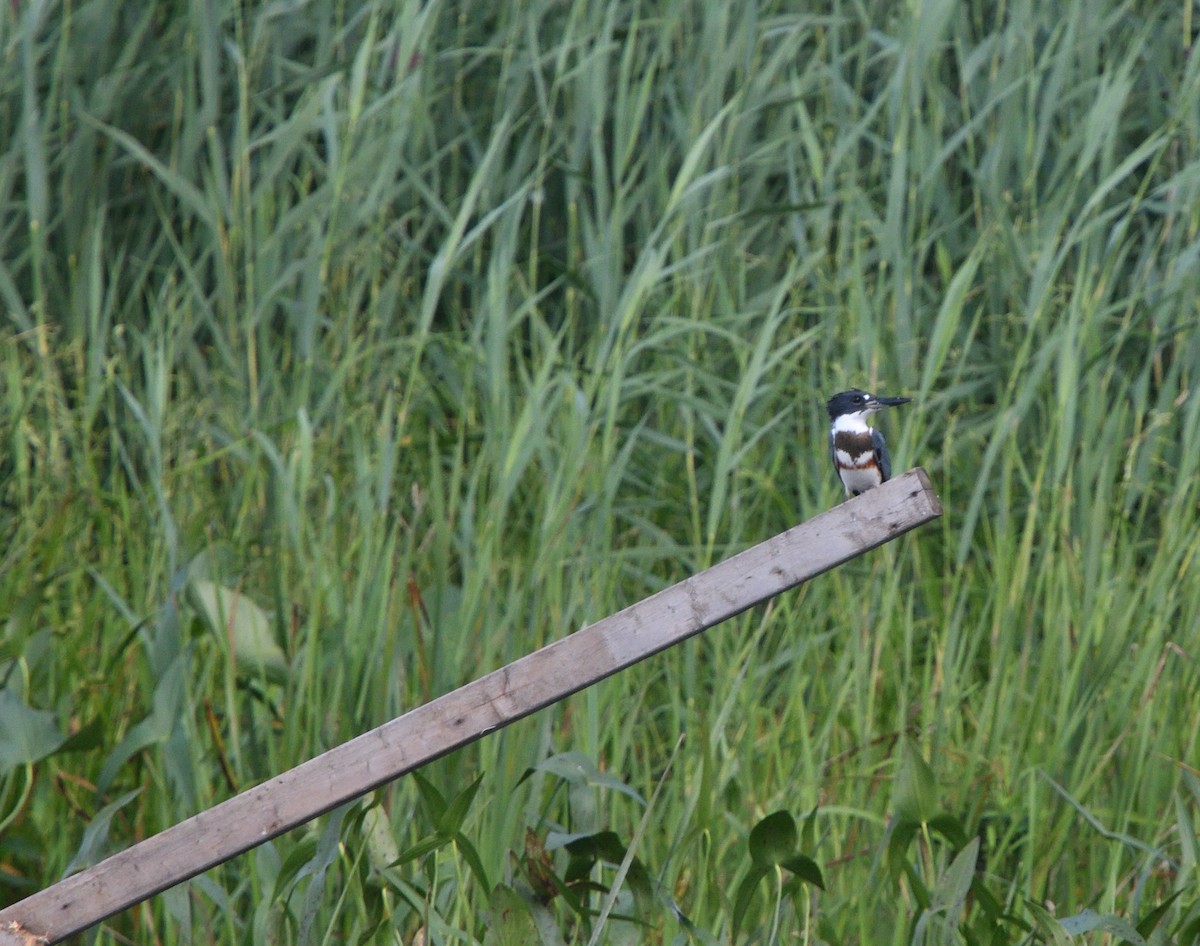 Belted Kingfisher - ML608405898