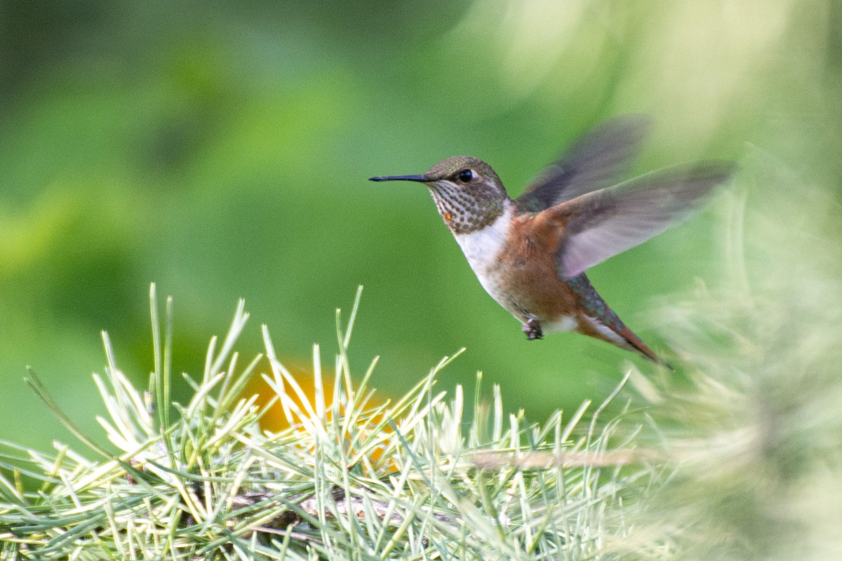 Rufous Hummingbird - ML608405917