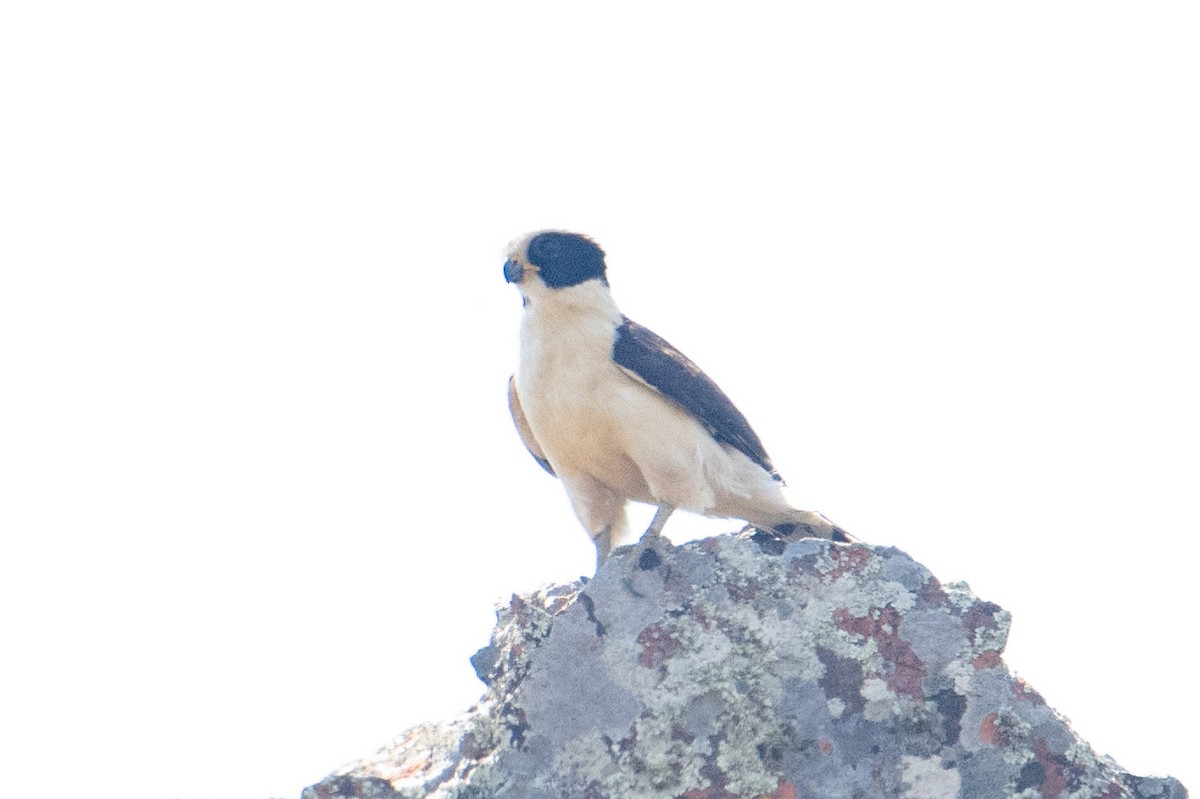 Laughing Falcon - Nancy Christensen