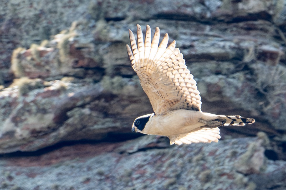 Laughing Falcon - ML608405995