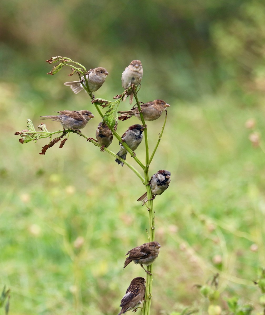 House Sparrow - ML608406017