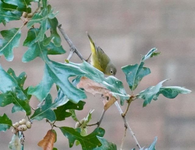 Nashville Warbler - ML608406064