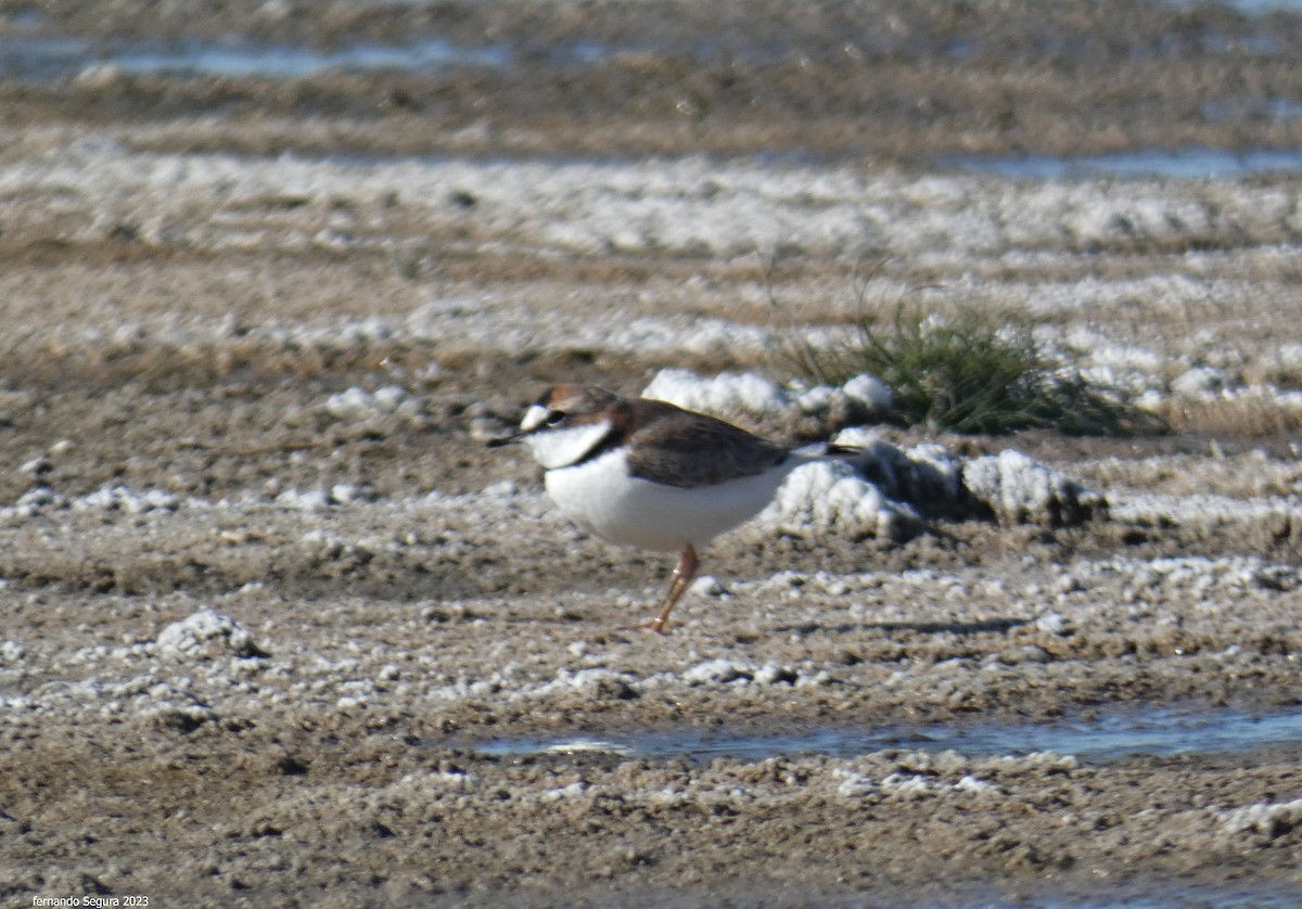 Collared Plover - ML608406343