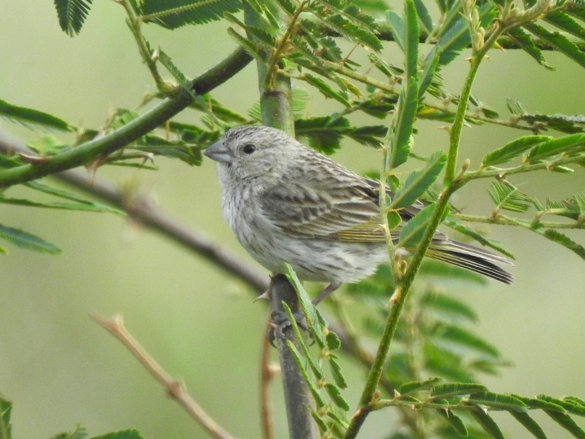 Saffron Finch - ML608406361