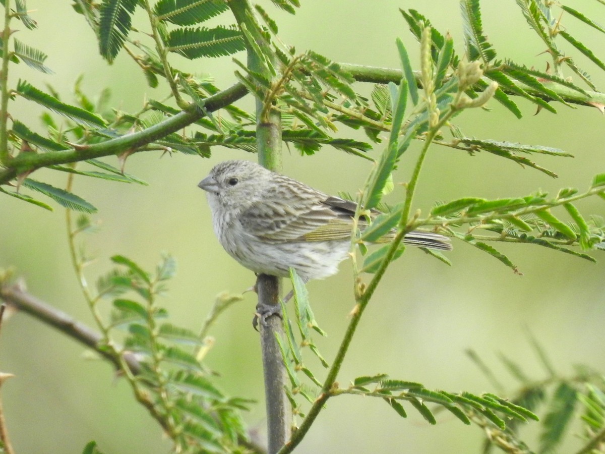 Saffron Finch - ML608406364