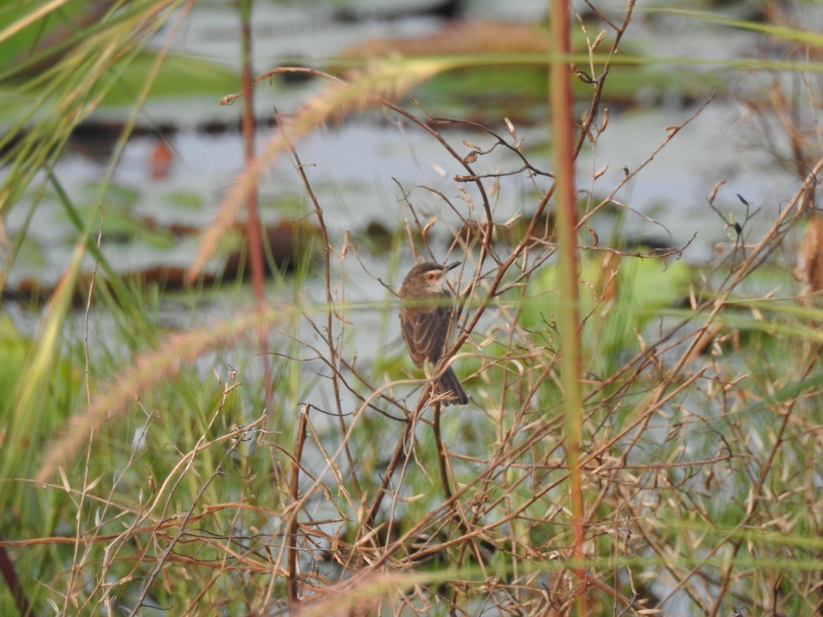 Plain Prinia - ML608406399