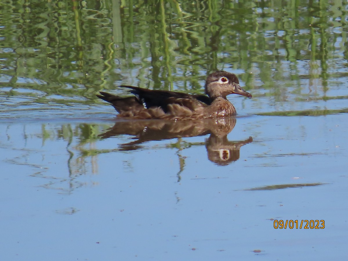 Wood Duck - ML608406448